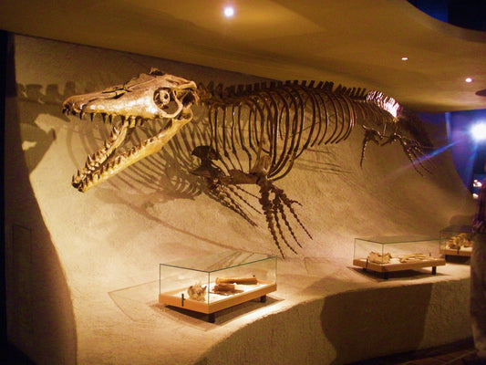Mosasaurus Bones Reptile Glossy Poster Picture Photo Print Banner  Booma Prints