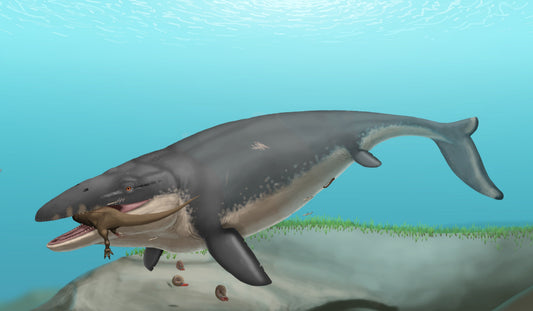 Mosasaurus Aquatic Reptile Glossy Poster Picture Photo Print Banner  Booma Prints