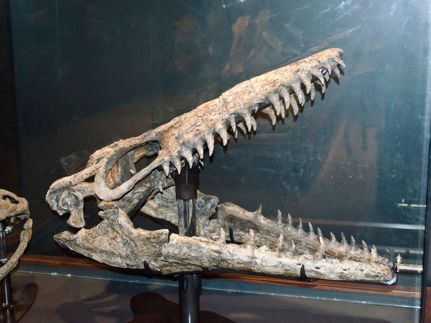 Extinct Mosasaurus Head Glossy Poster Picture Photo Print Banner  Booma Prints