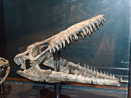 Extinct Mosasaurus Head Glossy Poster Picture Photo Print Banner  Booma Prints