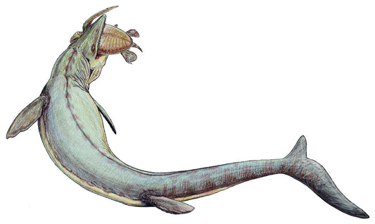 Mosasaurus Squamate Reptile Glossy Poster Picture Photo Print Banner  Booma Prints