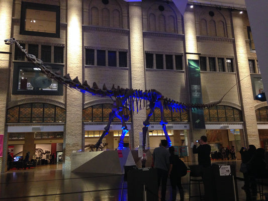 Titanosaurus Dinosaur Museum Bones Poster Picture Photo Print Banner  Booma Prints