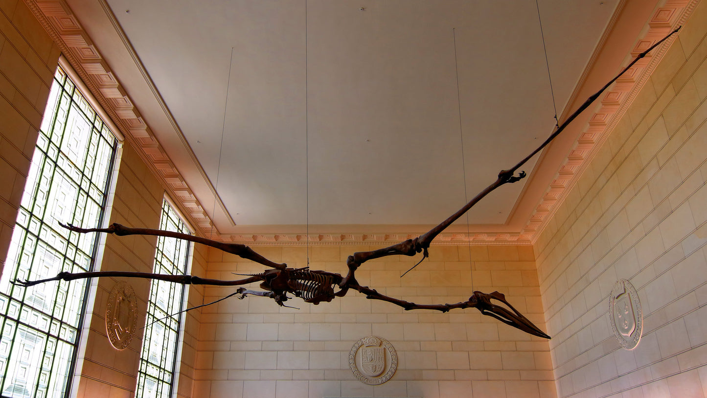 Quetzalcoatlus Museum Bones Glossy Poster Picture Photo Print Banner  Booma Prints