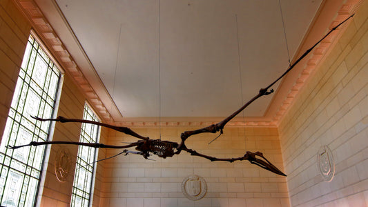 Quetzalcoatlus Museum Bones Glossy Poster Picture Photo Print Banner  Booma Prints