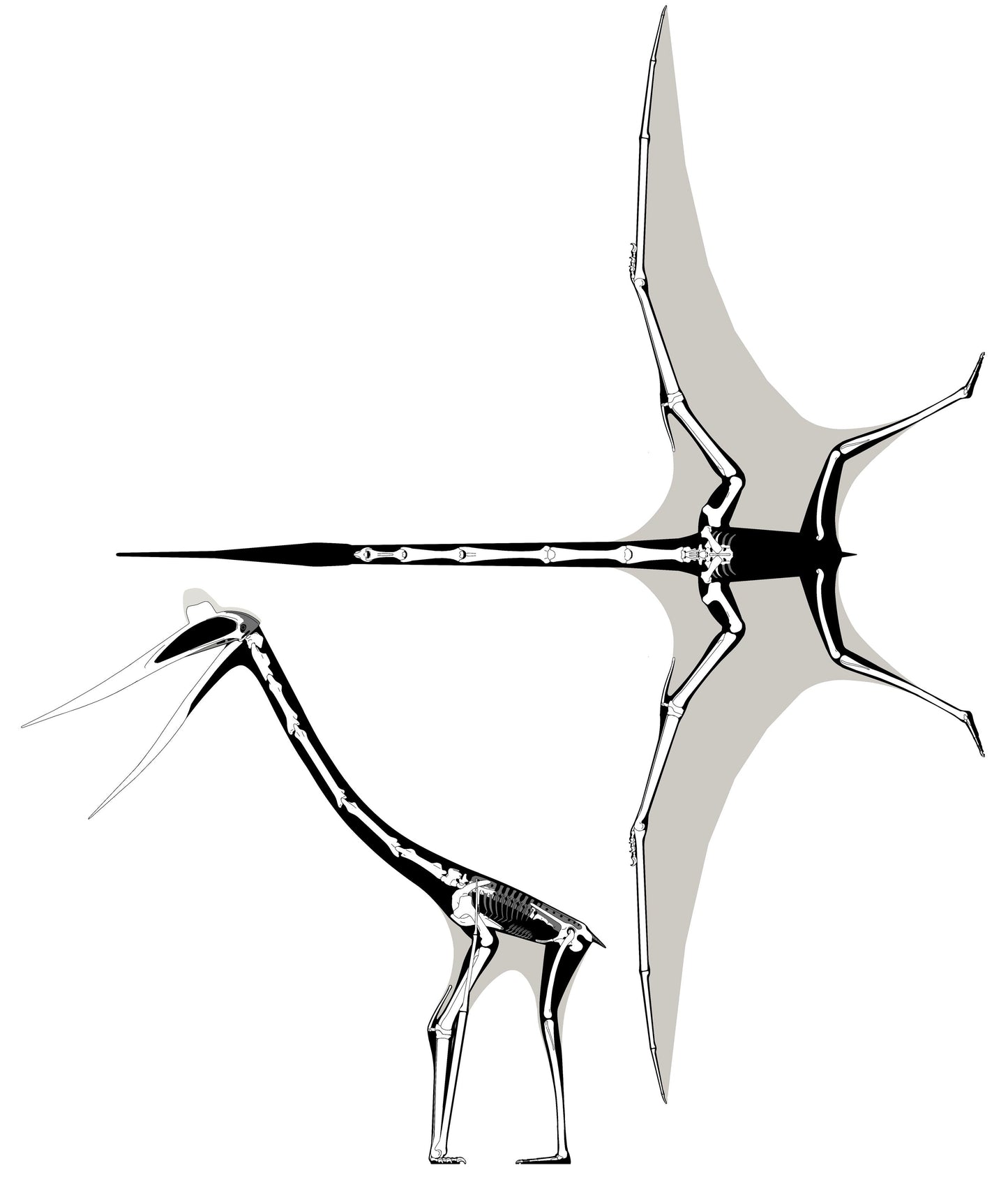 Quetzalcoatlus Pterosaur Dinosaur Glossy Poster Picture Photo Print Banner  Booma Prints