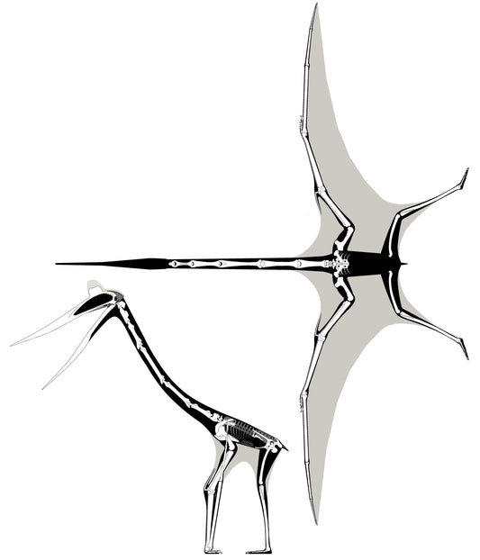 Quetzalcoatlus Pterosaur Dinosaur Glossy Poster Picture Photo Print Banner  Booma Prints