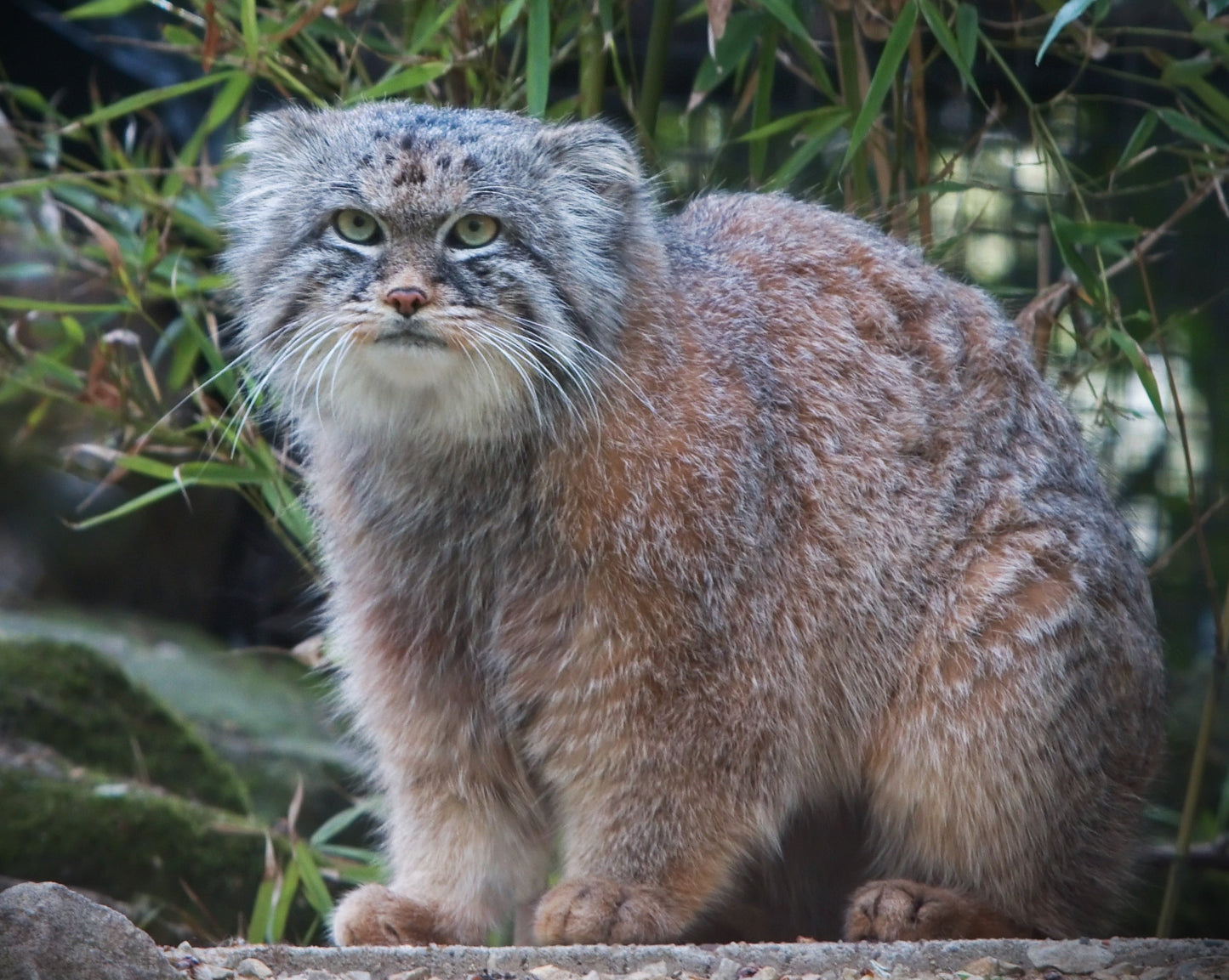 Pallas'S Cat Manul Glossy Poster Picture Photo Print Banner  Booma Prints