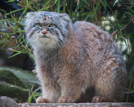 Pallas'S Cat Manul Glossy Poster Picture Photo Print Banner  Booma Prints