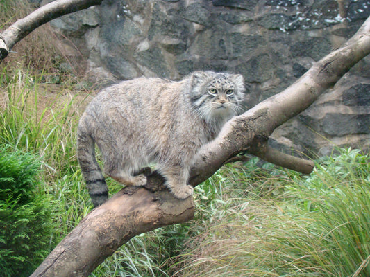 Pallas'S Cat On Tree Glossy Poster Picture Photo Print Banner  Booma Prints