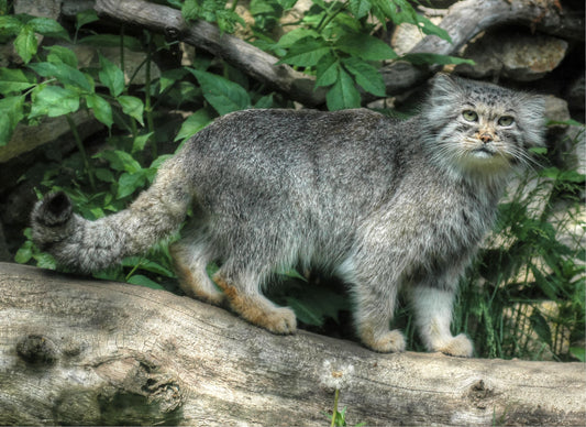 Pallas'S Cat Wild Cat Glossy Poster Picture Photo Print Banner  Booma Prints
