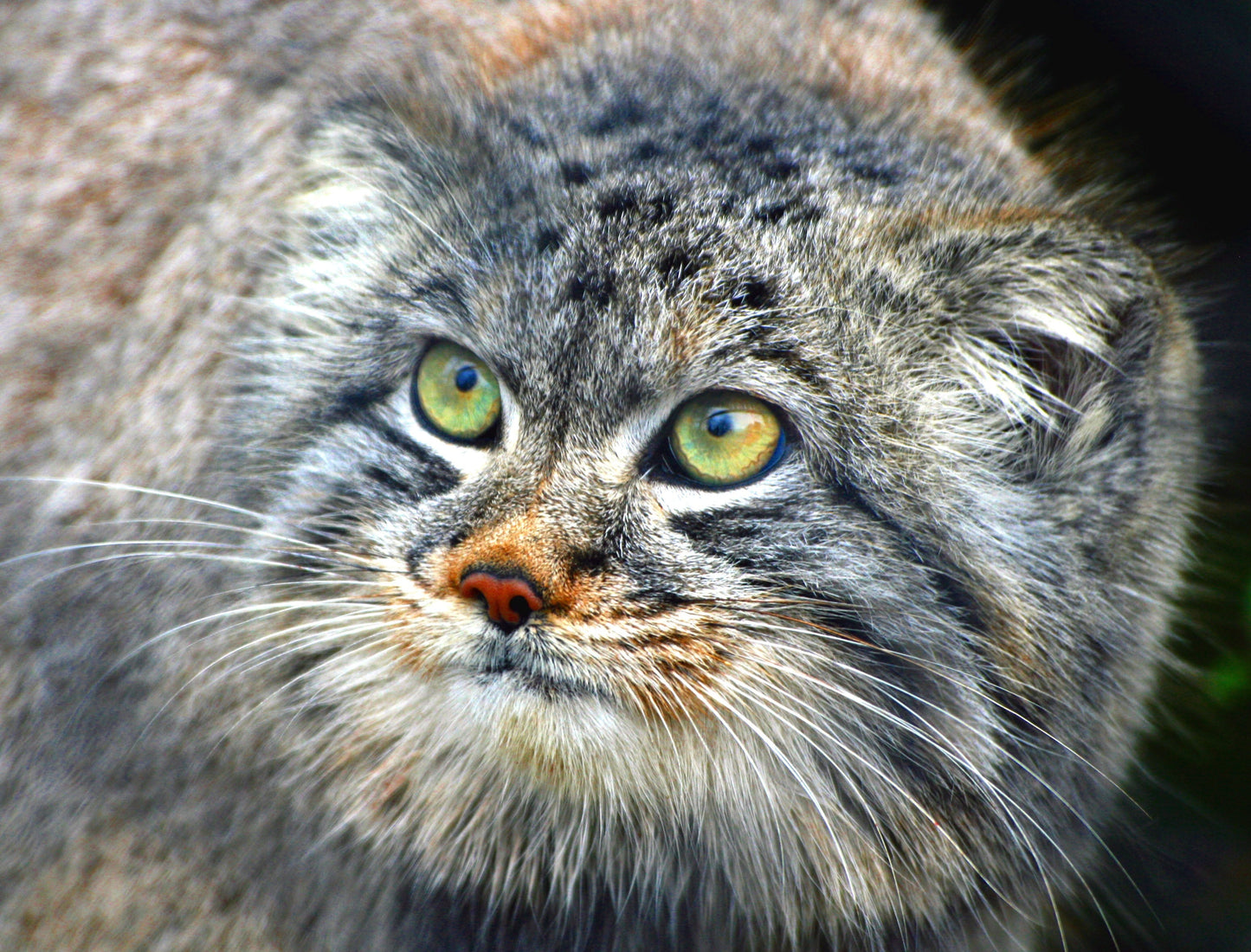 Pallas'S Cat Face Manul Glossy Poster Picture Photo Print Banner  Booma Prints