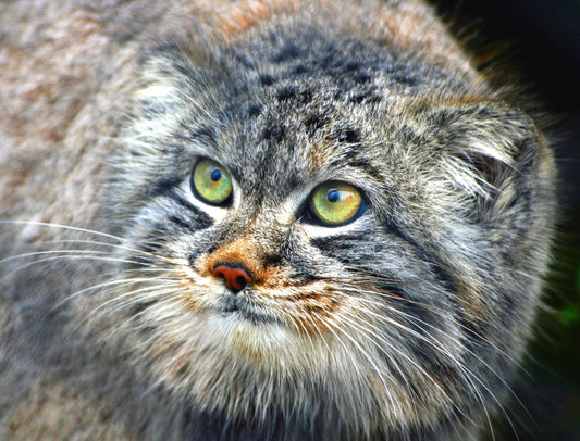 Pallas'S Cat Face Manul Glossy Poster Picture Photo Print Banner  Booma Prints
