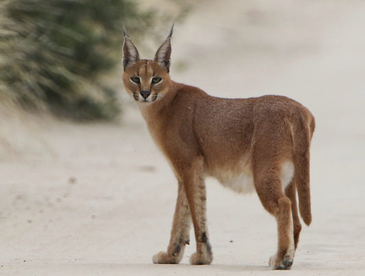 Caracal Wild Cat Glossy Poster Picture Photo Print Banner  Booma Prints