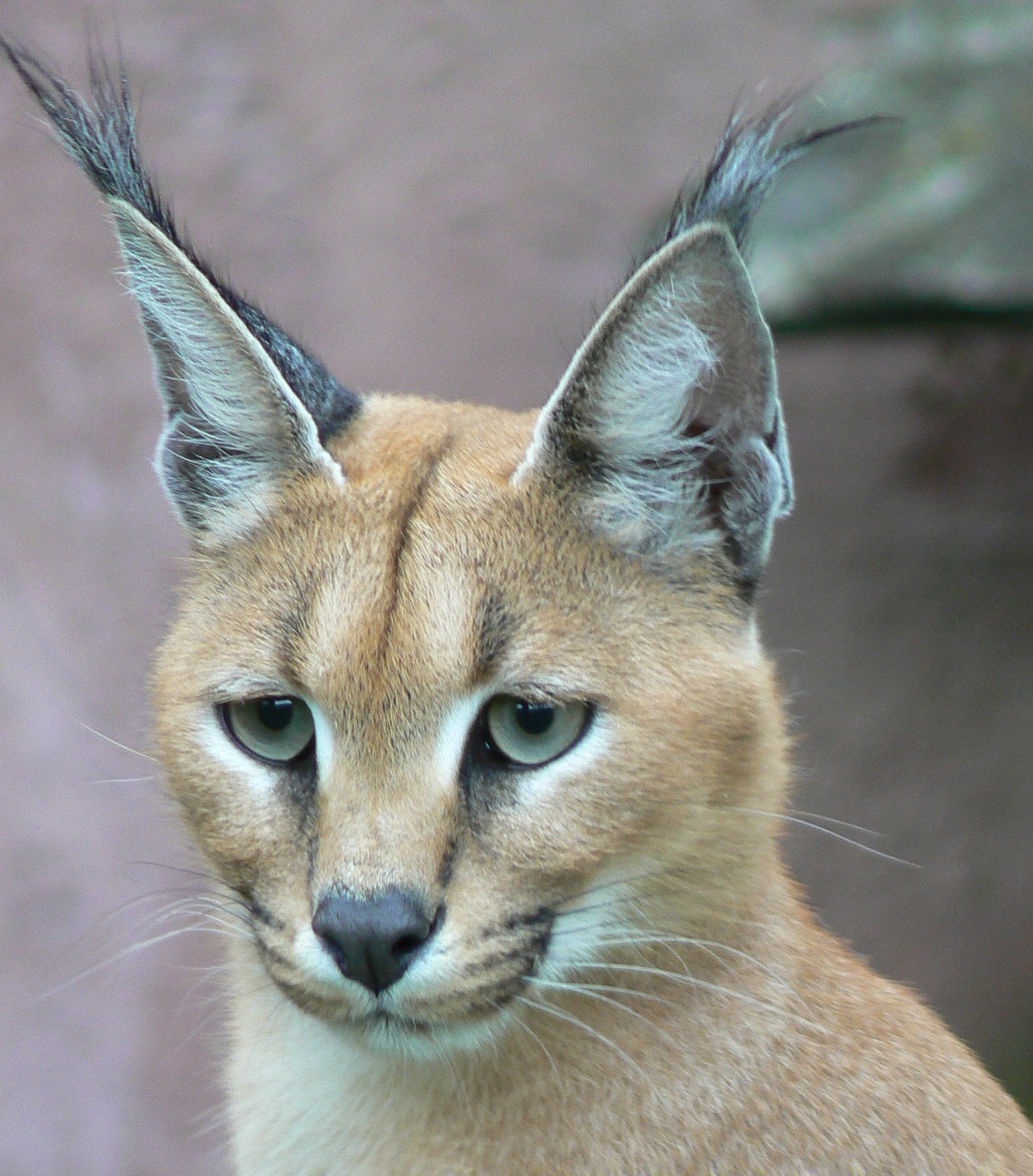 Caracal Wild Cat Africa Glossy Poster Picture Photo Print Banner  Booma Prints