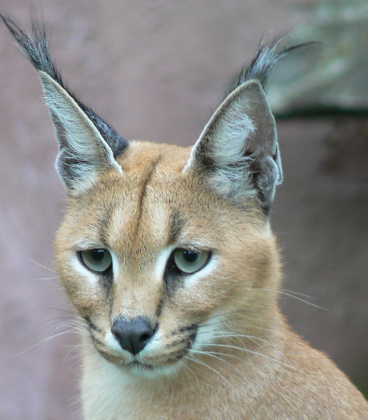 Caracal Wild Cat Africa Glossy Poster Picture Photo Print Banner  Booma Prints