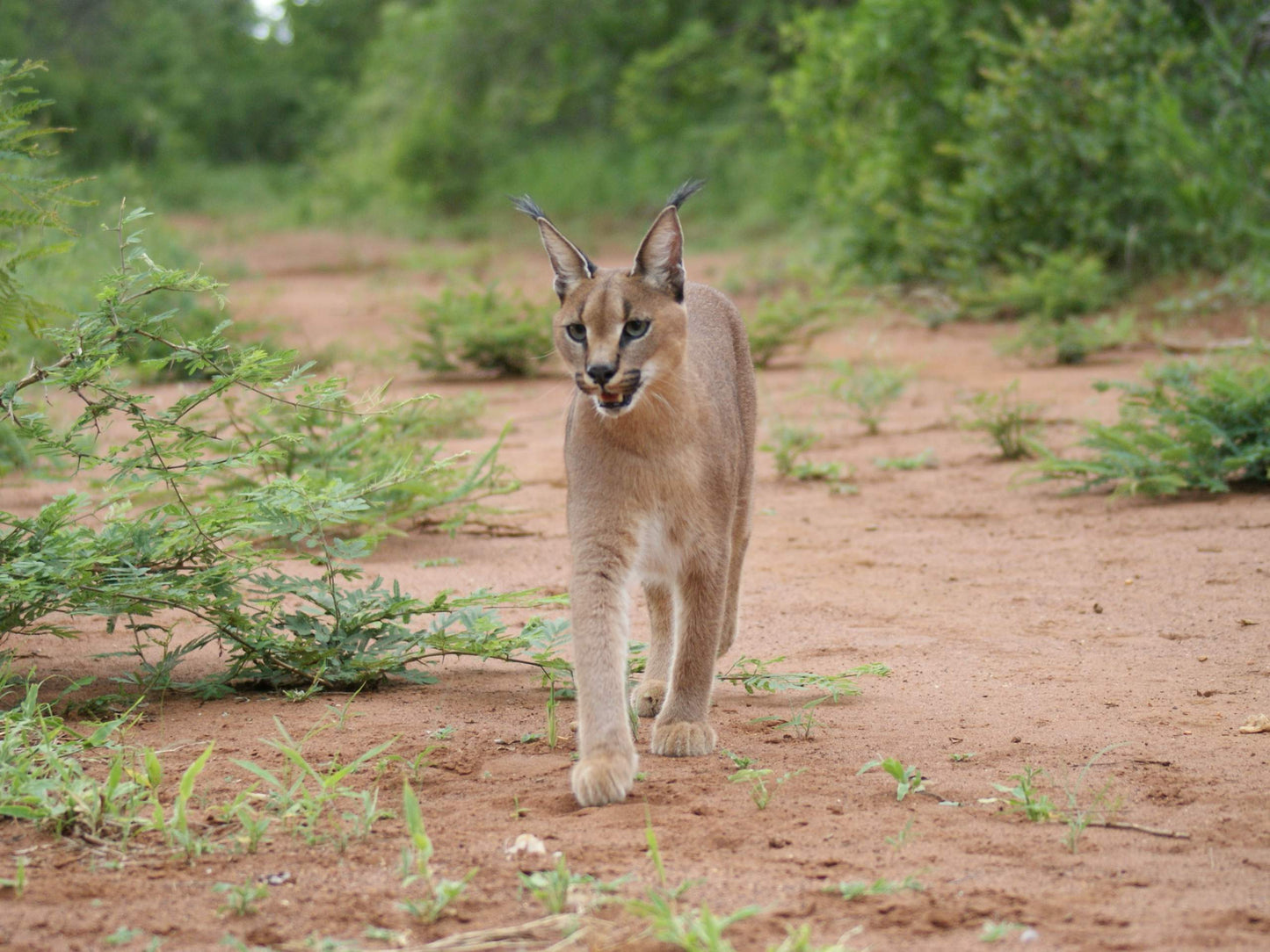 Caracal Wild Cat Africa Wild Glossy Poster Picture Photo Print Banner  Booma Prints