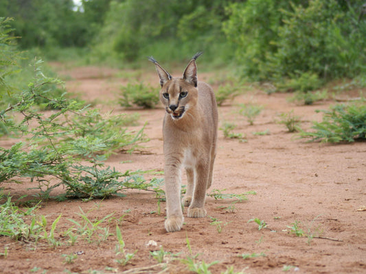 Caracal Wild Cat Africa Wild Glossy Poster Picture Photo Print Banner  Booma Prints