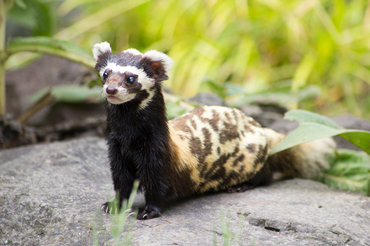Marbled Polecat Mammal Vormela Glossy Poster Picture Photo Print Banner Booma Prints