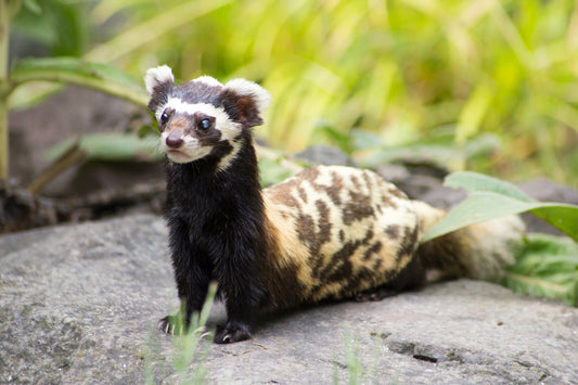 Marbled Polecat Mammal Vormela Glossy Poster Picture Photo Print Banner Booma Prints