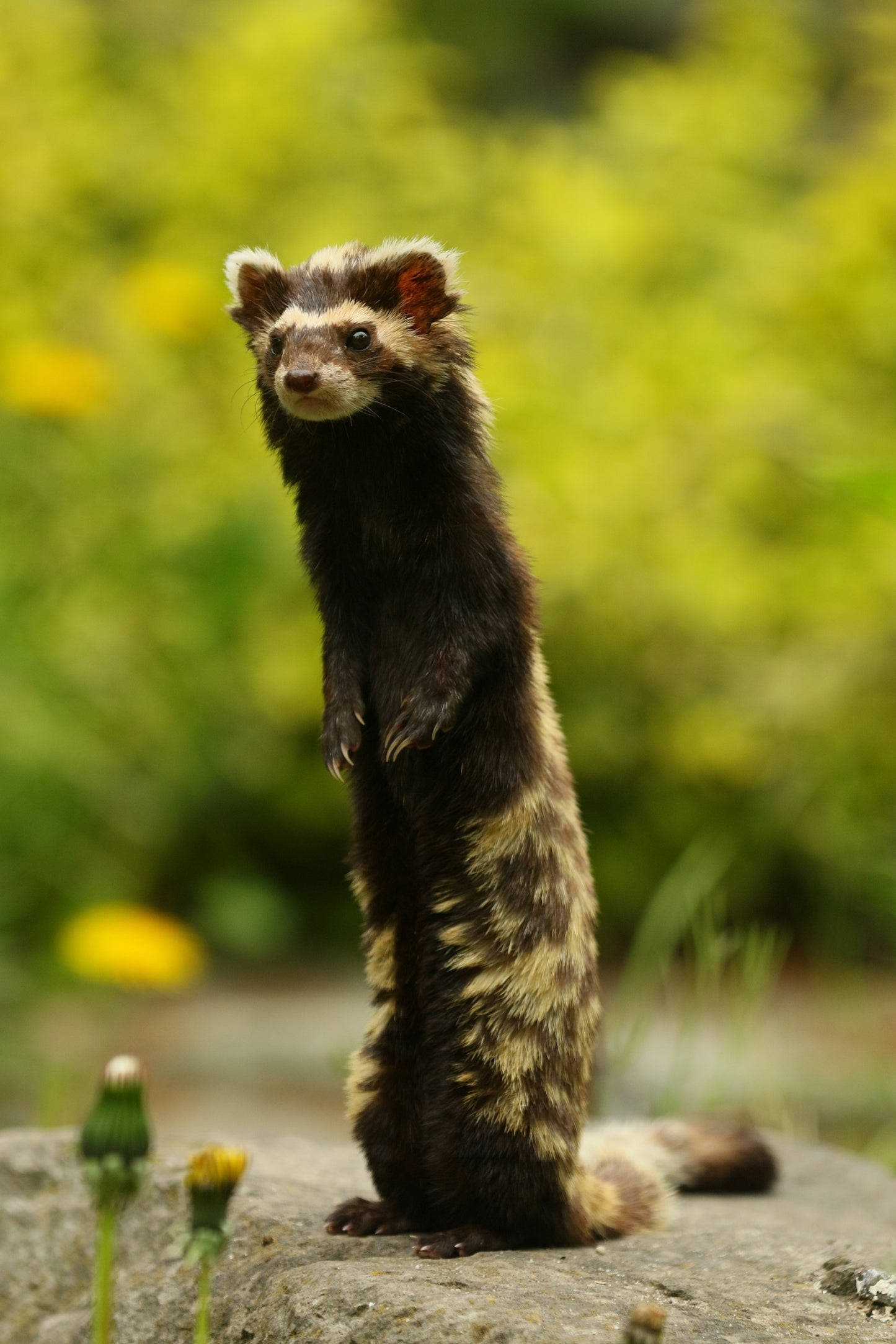Marbled Polecat Mammal Vormela Glossy Poster Picture Photo Print Banner Booma Prints