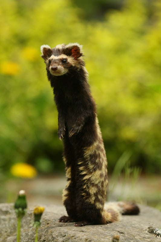 Marbled Polecat Mammal Vormela Glossy Poster Picture Photo Print Banner Booma Prints