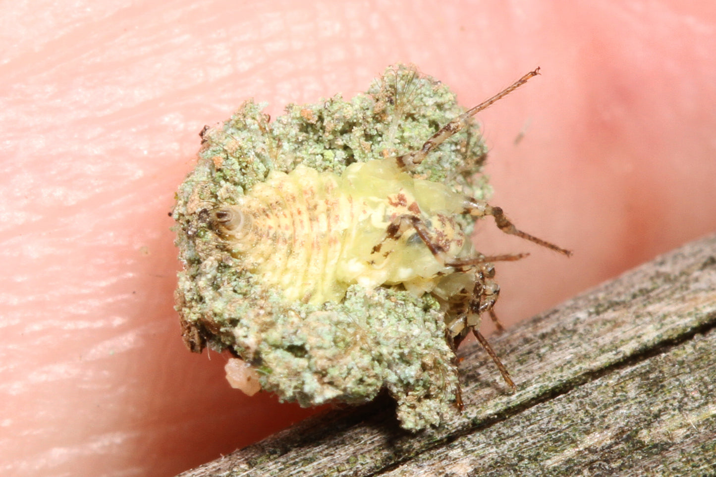 Green Lacewing Larva Bug Nug Glossy Poster Picture Photo Print Banner Booma Prints