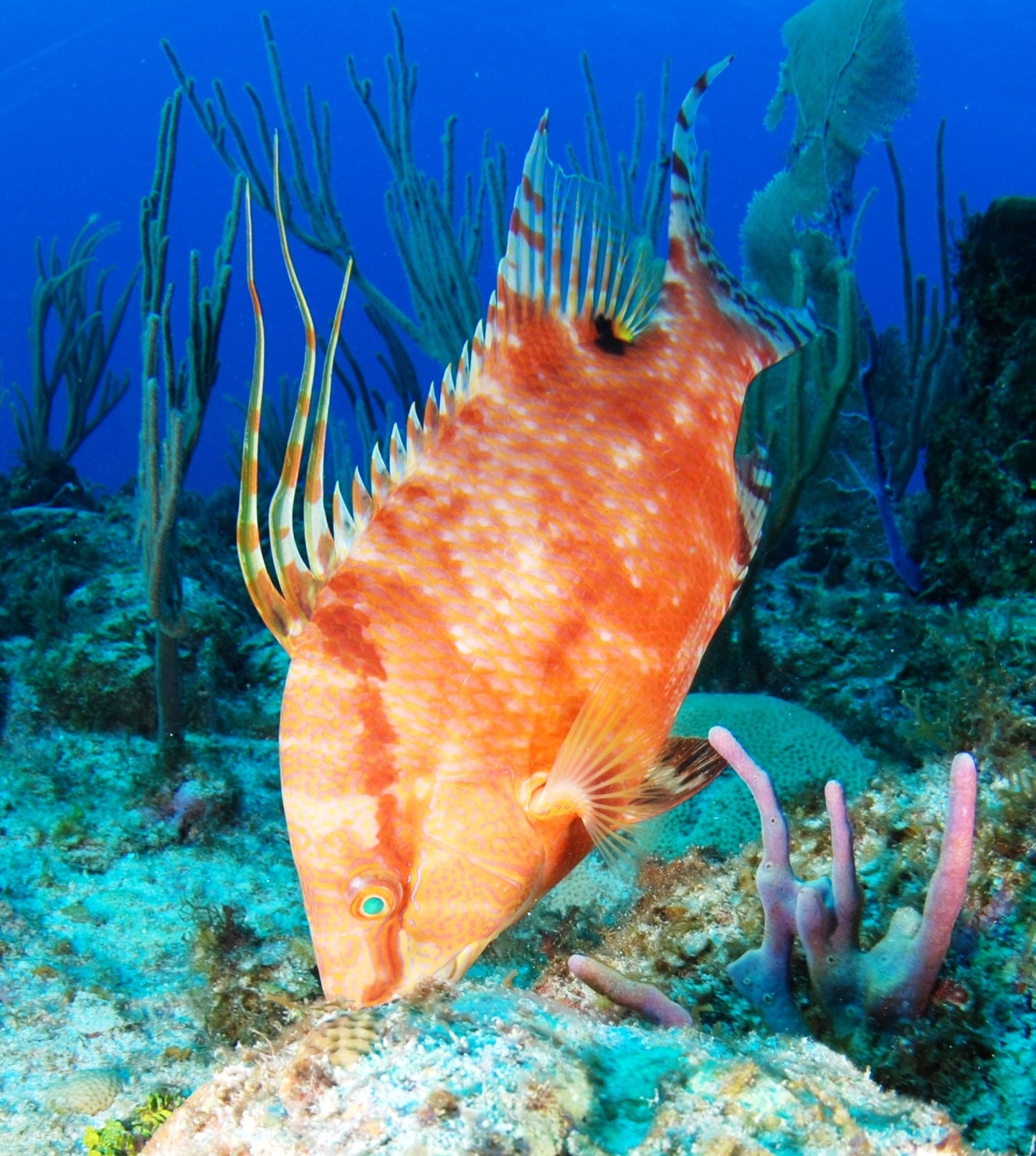 Hogfish Boquinete Glossy Poster Picture Photo Print Banner Mexico Booma Prints