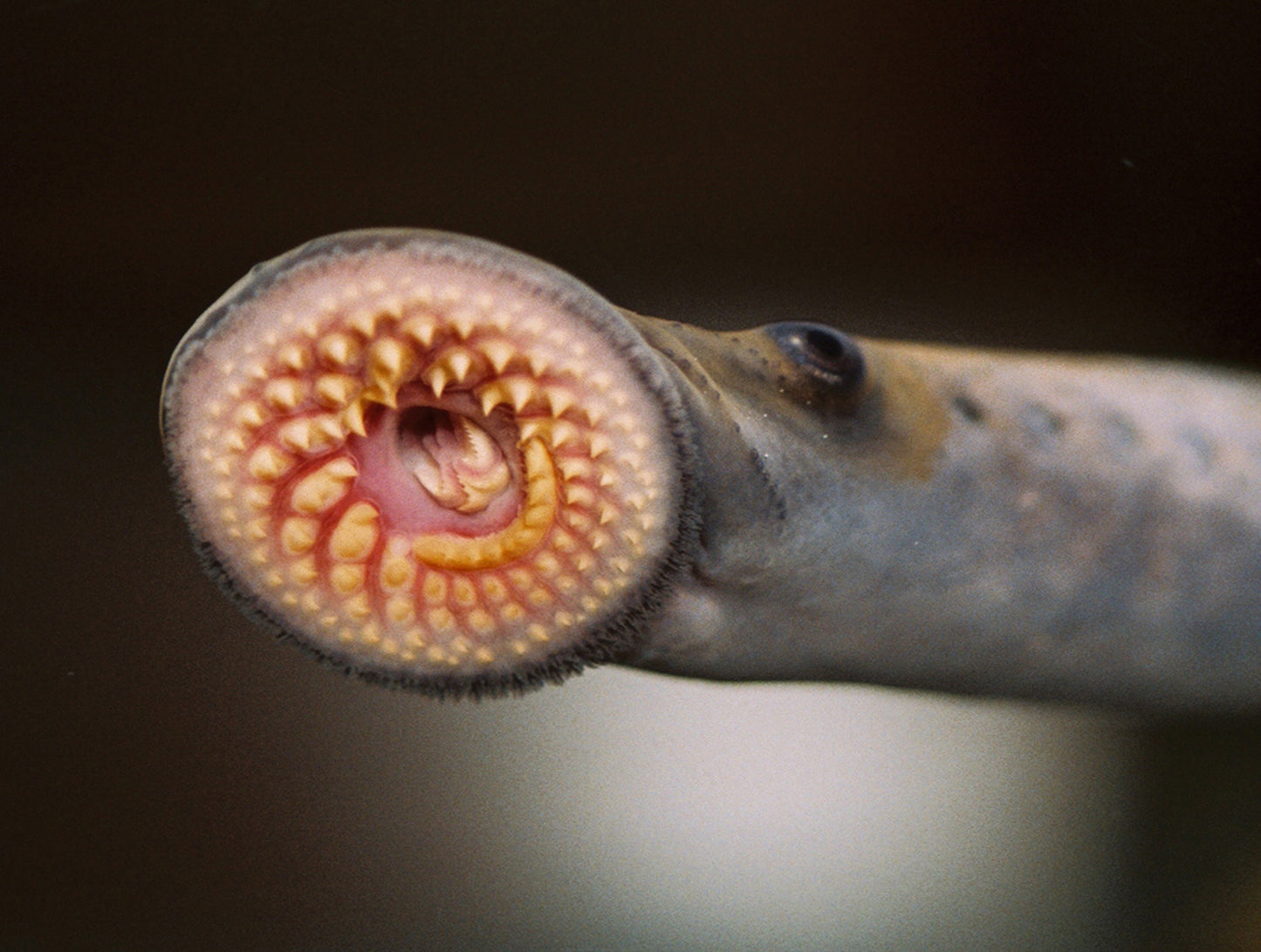 Sea Lamprey Vampire Fish Glossy Poster Picture Photo Print Banner Booma Prints