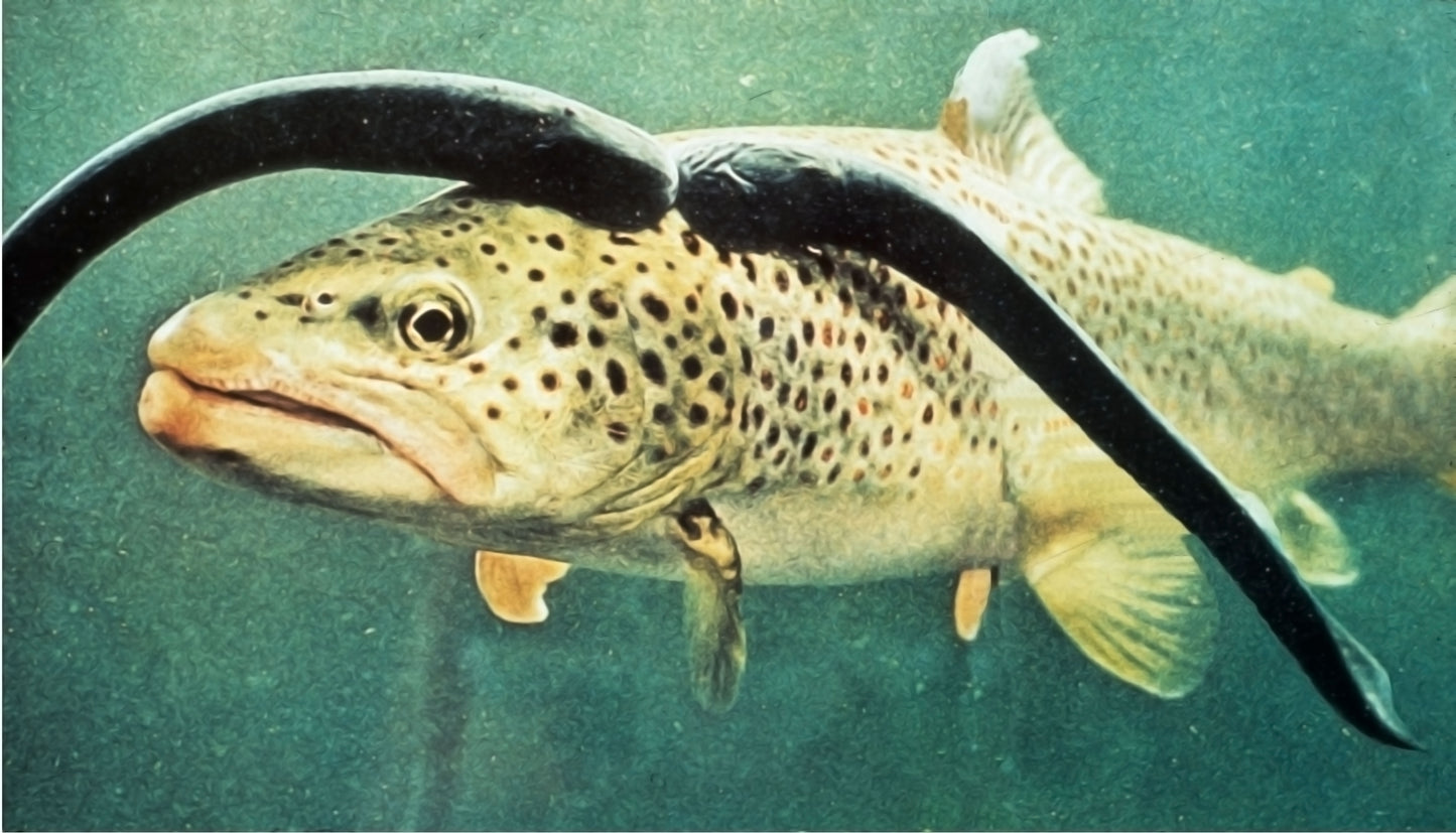 Two Sea Lamprey Glossy Poster Picture Photo Print Banner Attack Trout Booma Prints