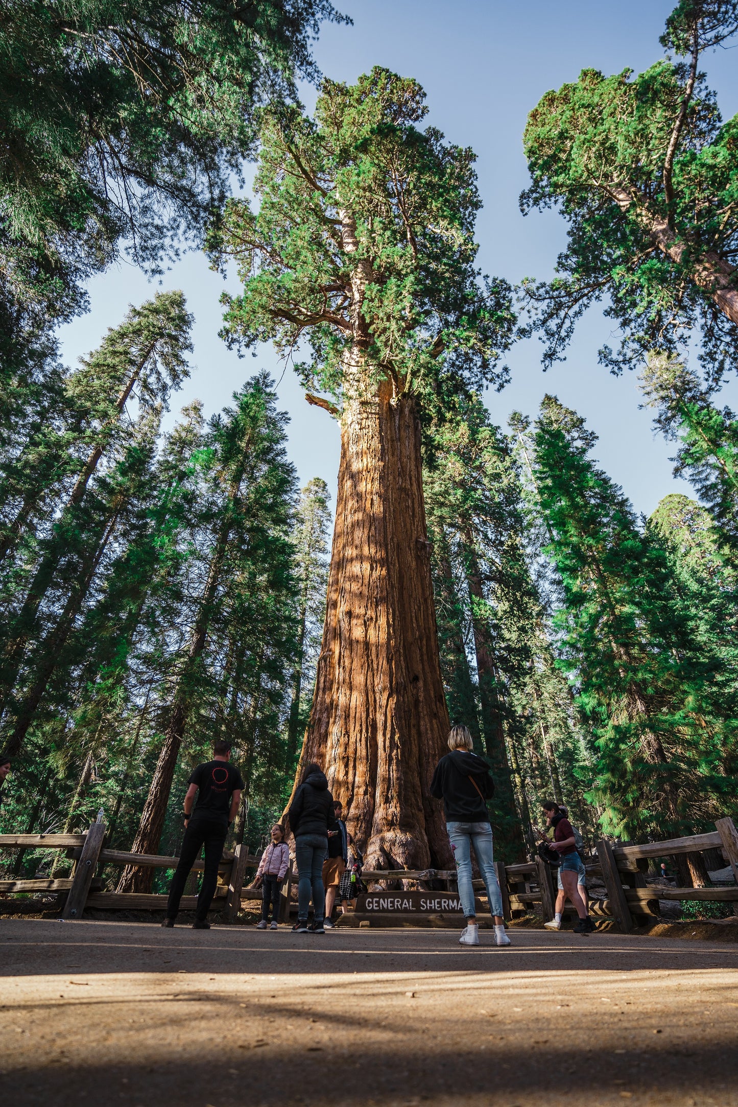 General Sherman Giant Sequoia Tree Glossy Poster Picture Photo Print Banner Booma Prints