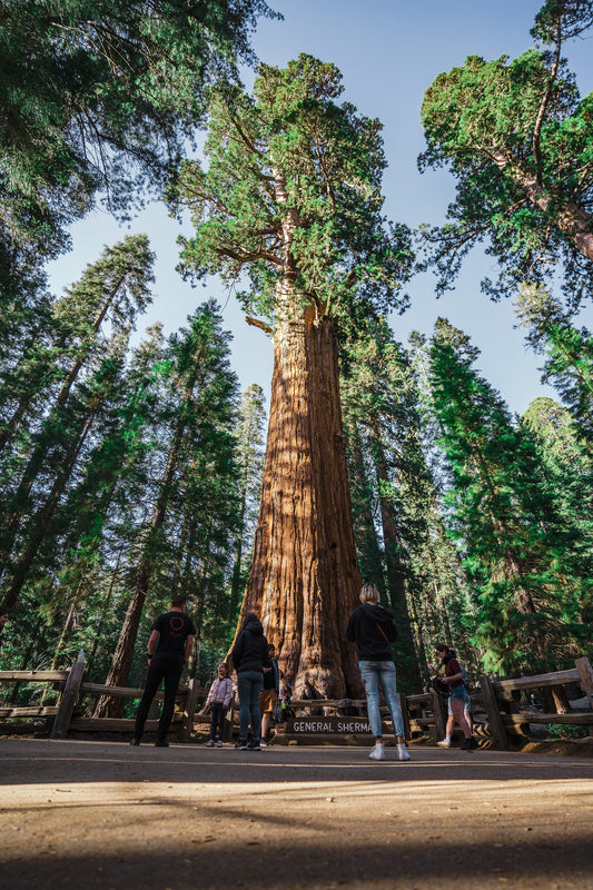 General Sherman Giant Sequoia Tree Glossy Poster Picture Photo Print Banner Booma Prints
