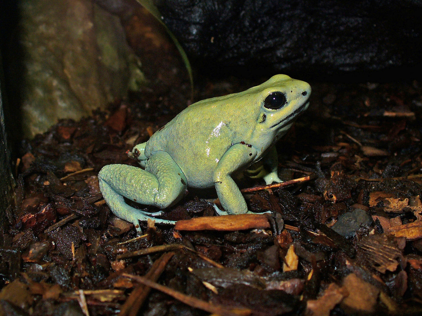 Golden Poison Dart Frog Glossy Poster Picture Photo Print Banner Booma Prints