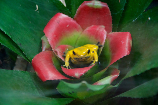 Golden Poison Dart Arrow Frog Glossy Poster Picture Photo Print Banner Booma Prints