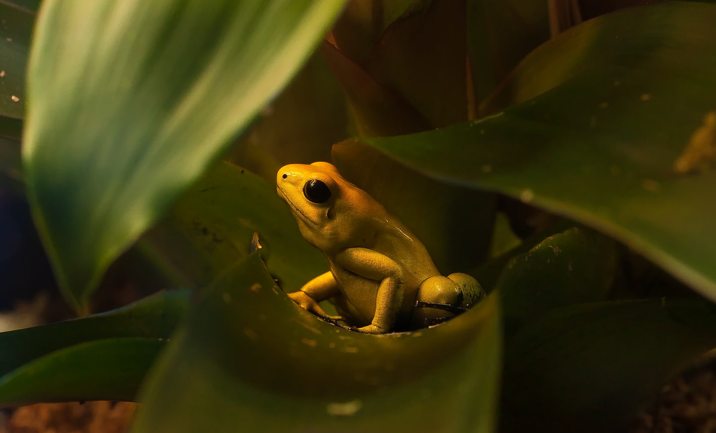 Golden Poison Dart Frog Glossy Poster Picture Photo Print Banner Rainforest Booma Prints