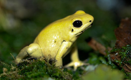 Golden Poison Dart Frog Glossy Poster Picture Photo Print Banner Colombia Booma Prints