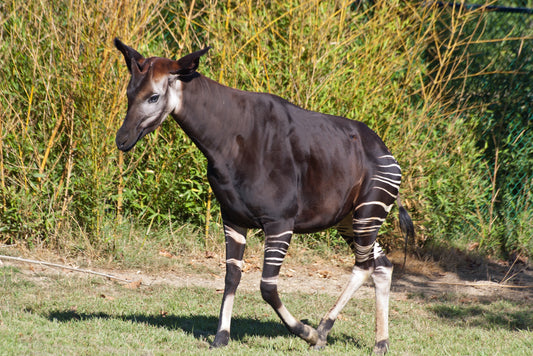 Okapi Glossy Poster Picture Photo Print Banner Zebra Forest Giraffe Booma Prints