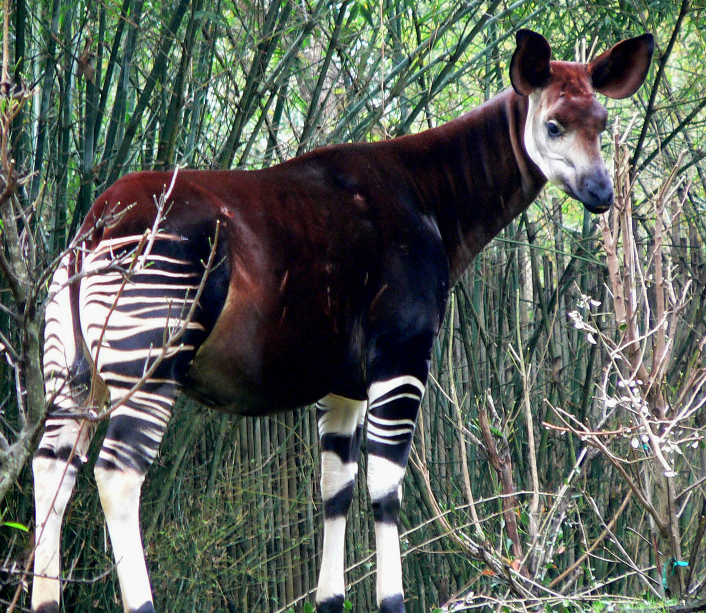 Okapi Glossy Poster Picture Photo Print Banner Zebra Forest Giraffe Congo Booma Prints