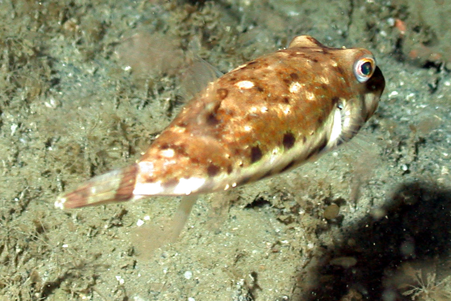 Bandtail Puffer Fish Glossy Poster Picture Photo Print Banner Pufferfish Booma Prints