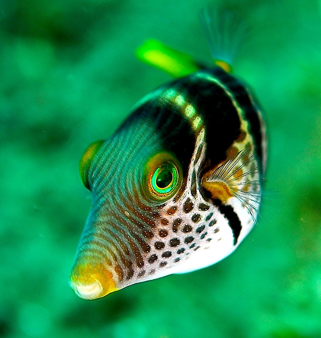 Canthigaster Puffer Fish Glossy Poster Picture Photo Print Banner Booma Prints