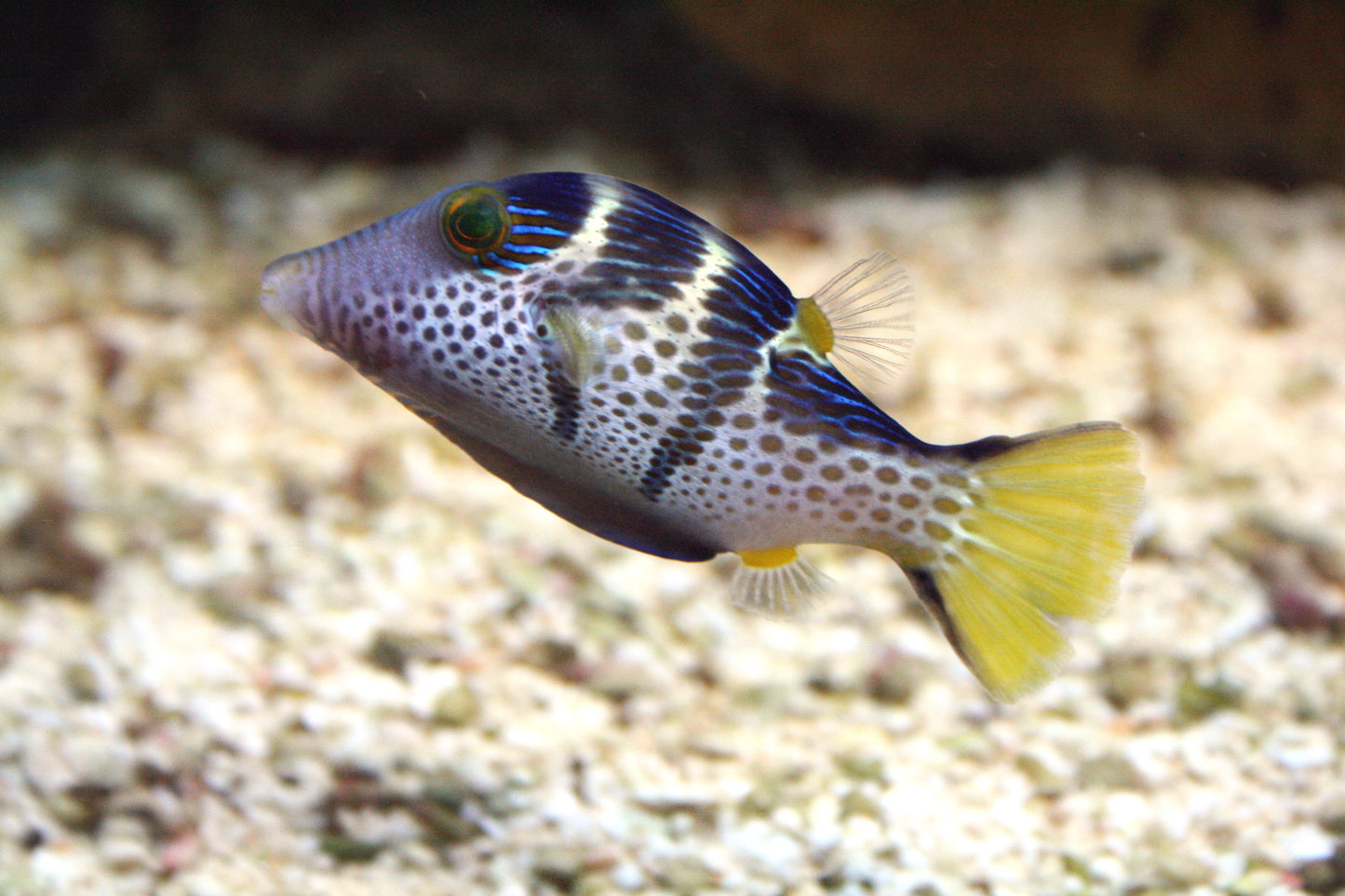 Canthigaster Puffer Fish Glossy Poster Picture Photo Print Banner Sharpnose Booma Prints