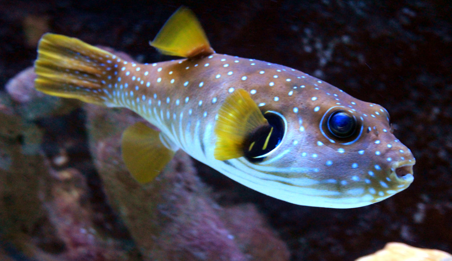 Arothron Puffer Fish Glossy Poster Picture Photo Print Banner Booma Prints
