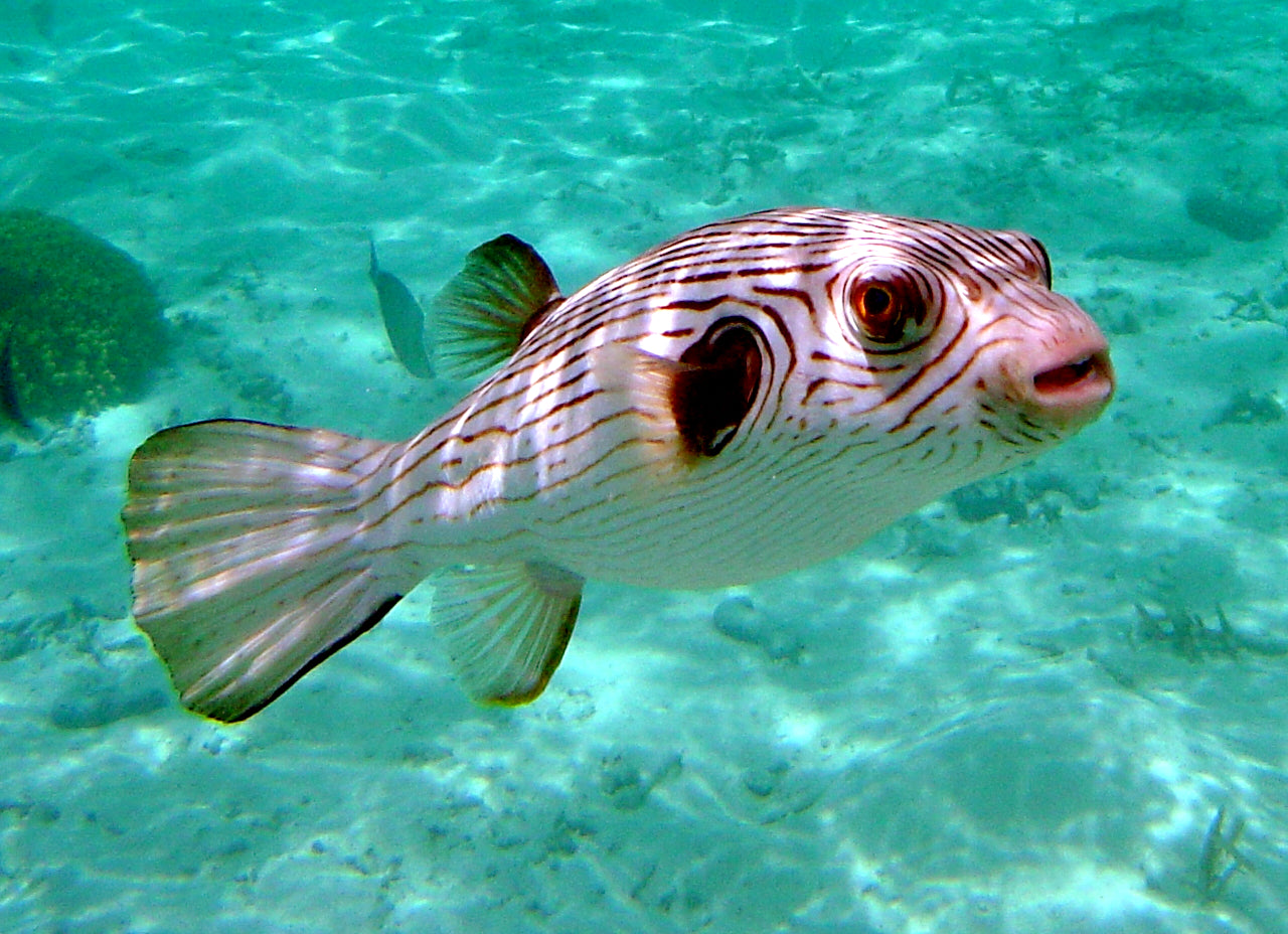 Arothron Puffer Fish Glossy Poster Picture Photo Print Banner Ocean Booma Prints