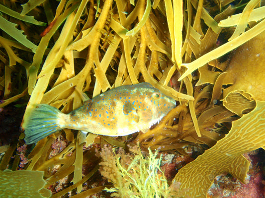 Omegophora Puffer Fish Glossy Poster Picture Photo Print Banner Australia Booma Prints
