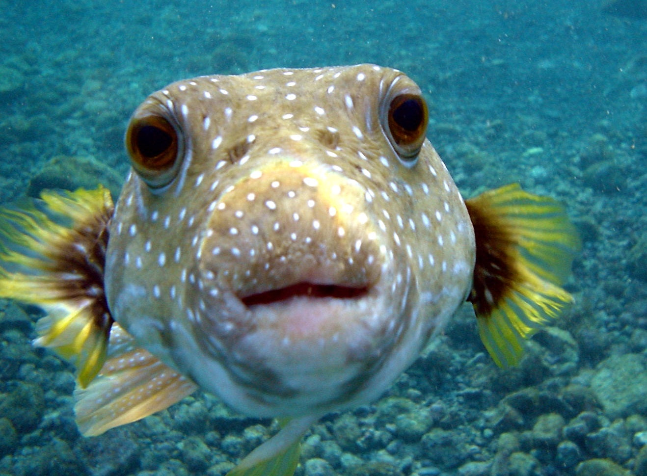 Poisonous Puffer Fish Glossy Poster Picture Photo Print Banner Pufferfish Booma Prints