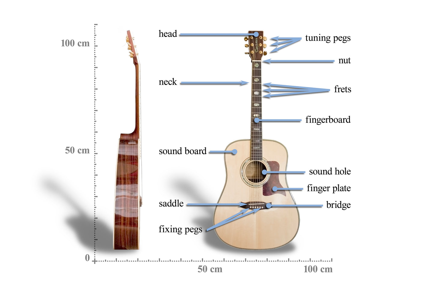 Acoustic Guitar Anatomy Glossy Poster Picture Photo Print Booma Prints