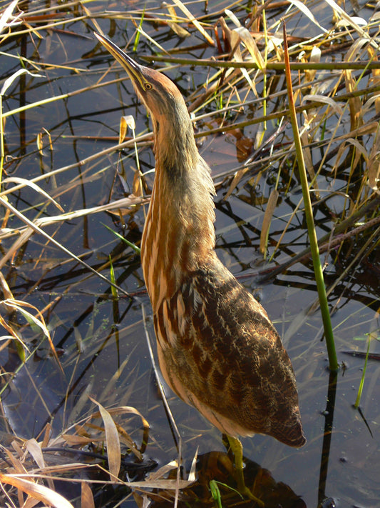 American Bittern Heron Bird Glossy Poster Picture Photo Banner Print Booma Prints