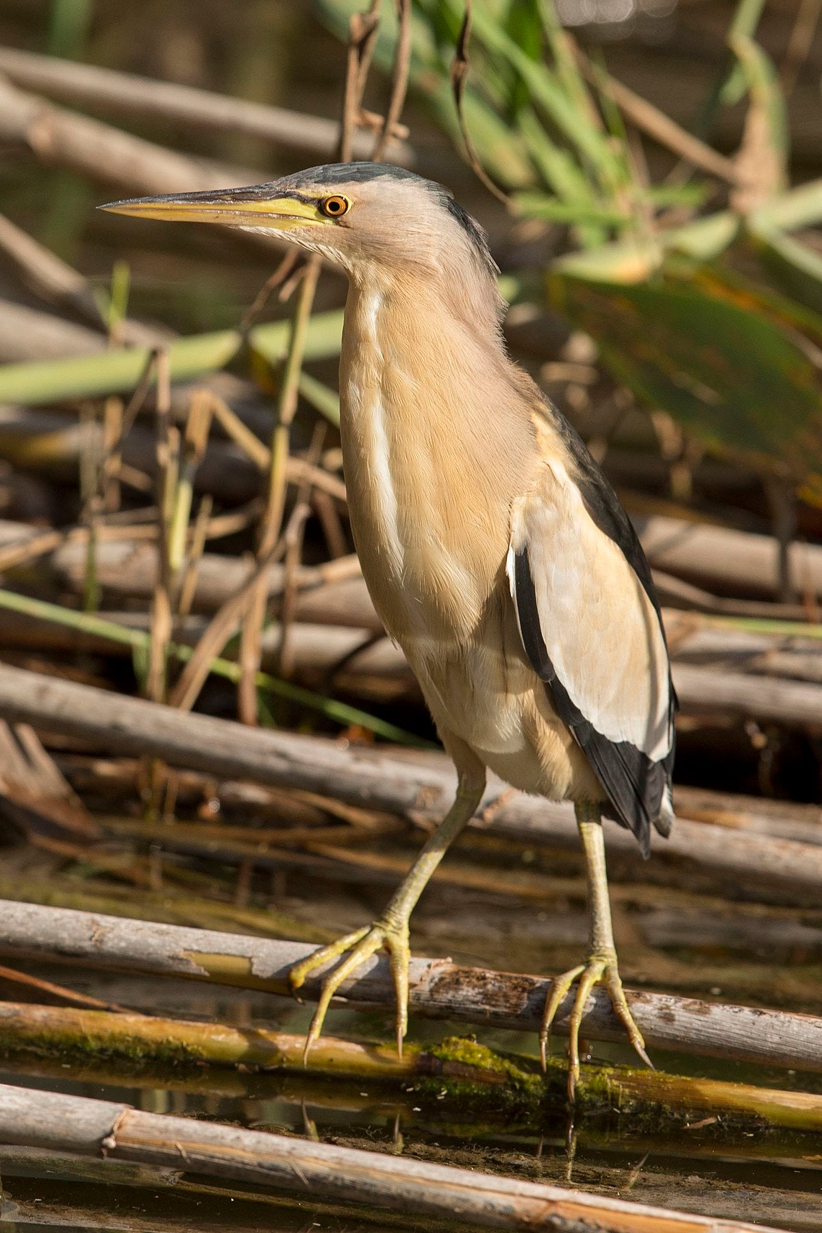 American Bittern Heron Glossy Poster Picture Photo Banner Print Booma Prints