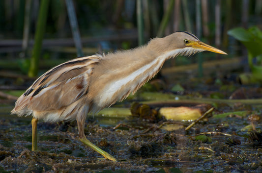 Striped Back Bittern Heron Glossy Poster Picture Photo Banner Print Booma Prints