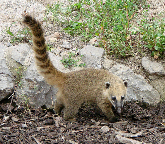 Ring Tailed Coati Glossy Poster Picture Photo Banner Print Booma Prints
