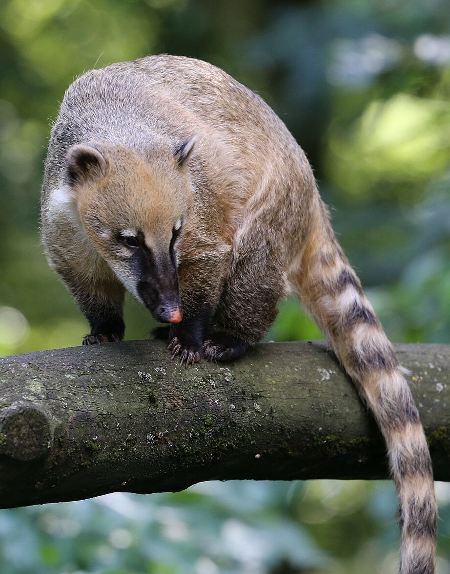 South American Coati Glossy Poster Picture Photo Banner Print Booma Prints